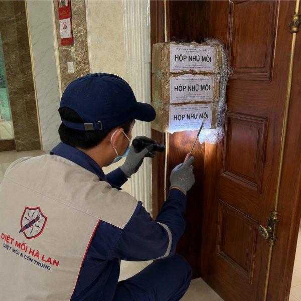 Kiểm soát mối trong nhà ở