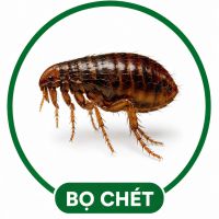 Diệt bọ chét