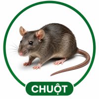 Diệt chuột
