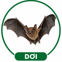 Xử lý dơi