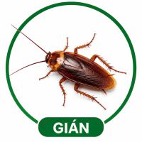 Diệt gián