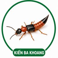 Diệt kiến ba khoang