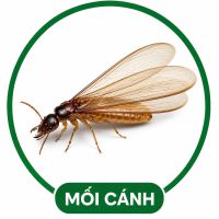 Diệt mối cánh