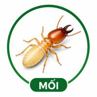 Diệt mối