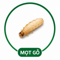 Diệt mọt gỗ