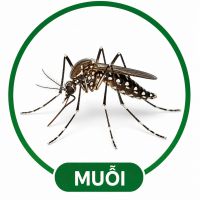 Diệt muỗi