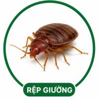 Diệt rệp giường