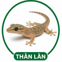 Xử lý thằn lằn
