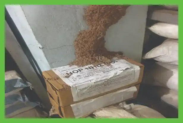 Dịch Vụ Diệt Mối Nghệ An