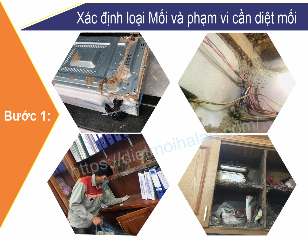 Xác định loại Mối và phạm vi cần diệt mối tại Tân Phú