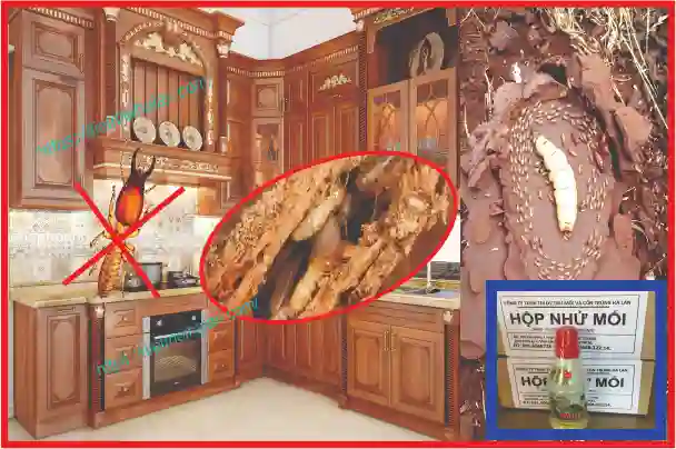 Diệt Mối Ăn Kệ Bếp