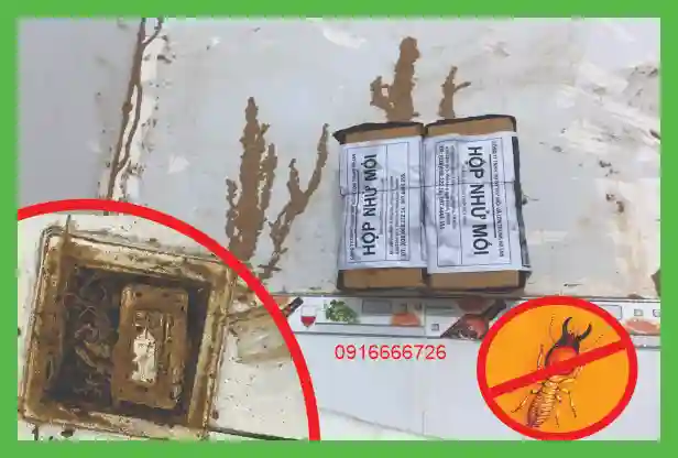 Diệt Mối Trong Tường