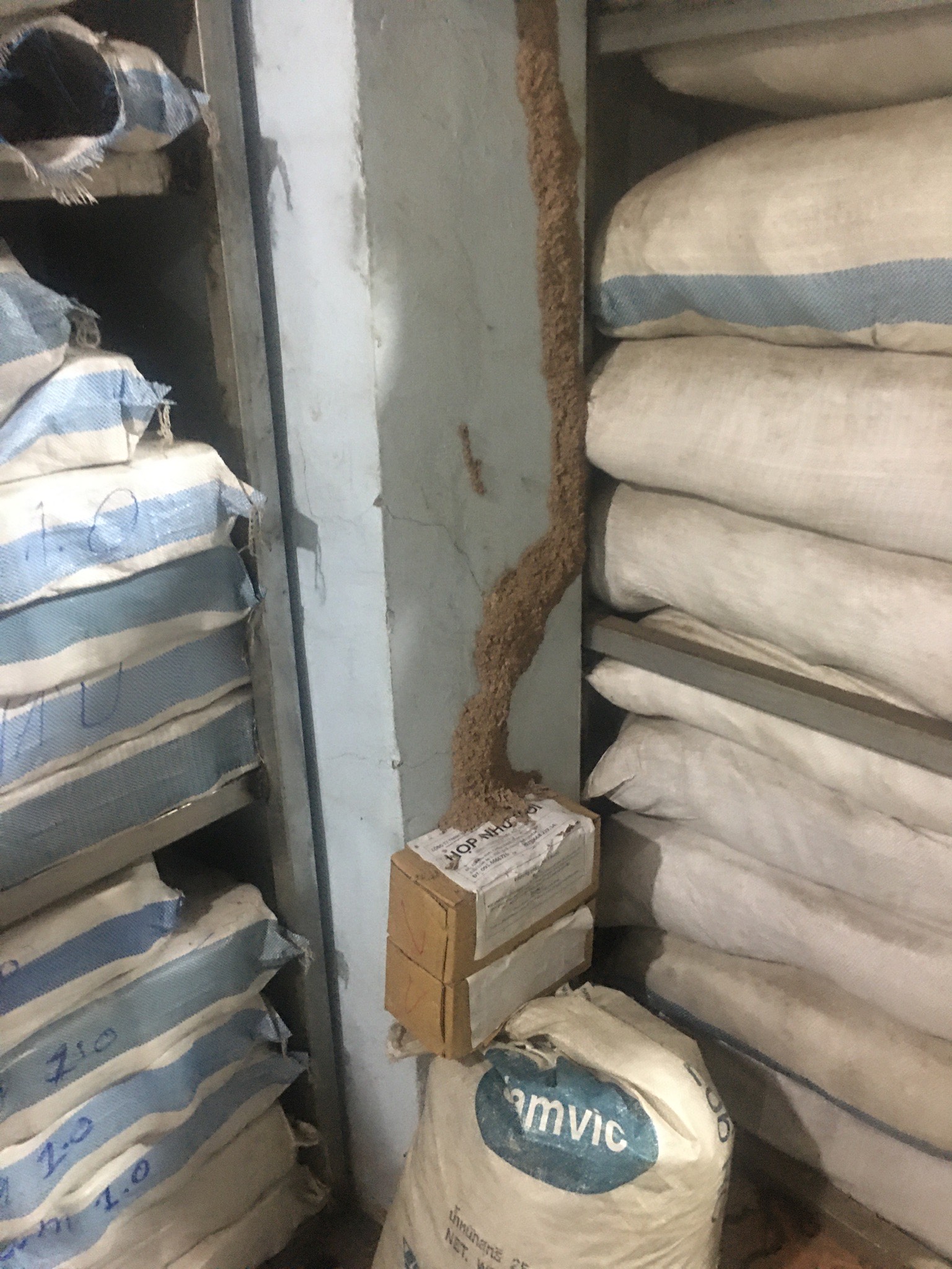 diệt mối tại hoàng mai, nghệ an