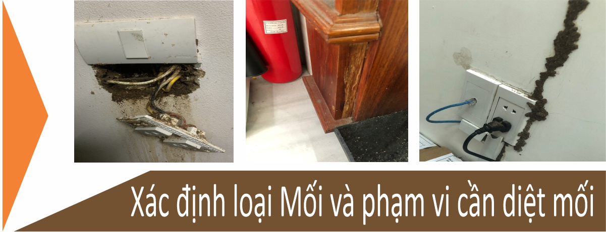 xác định loại mối và phạm vi cần diệt mối tại quận 11