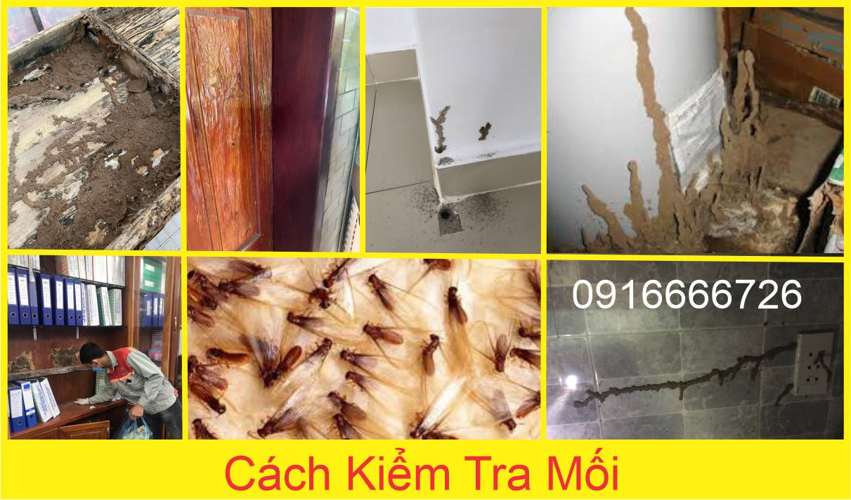 Cách Kiểm Tra Mối
