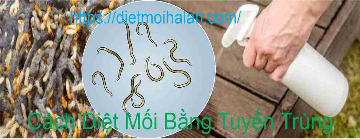 Cách Diệt Mối Bằng Tuyến Trùng