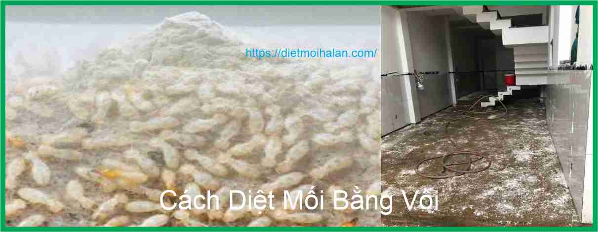 Cách Diệt Mối Bằng Vôi