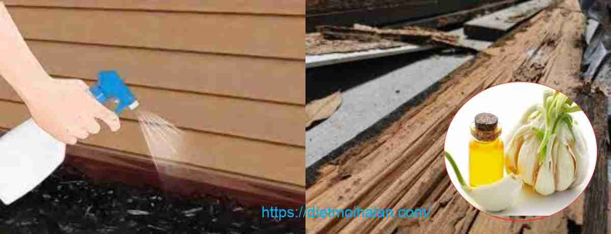 Cách Diệt Mối Bằng Dầu Tỏi