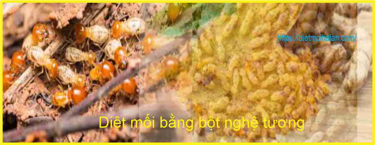 Diệt mối bằng bột nghệ tương