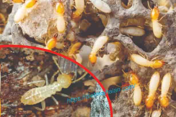 Câu Hỏi Diệt Mối Thường Gặp – Hồi Đáp