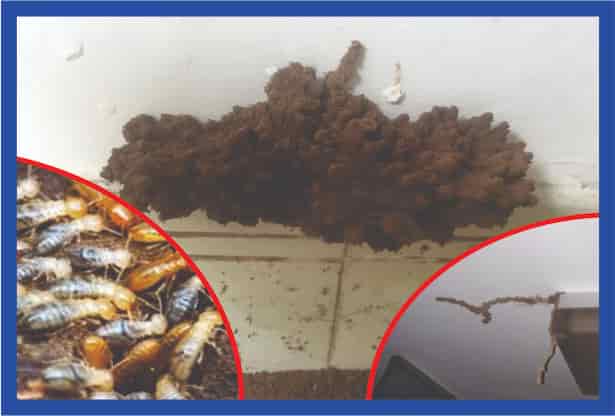 Điều gì gây ra mối?