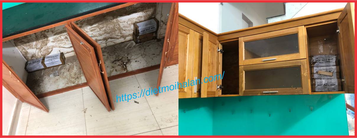 Diệt Mối Tại Hóc Môn