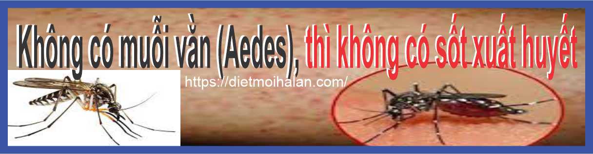 Không có muỗi vằn (Aedes), thì không có sốt xuất huyết
