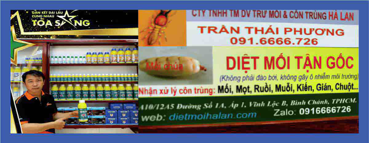 Giải pháp xử lý mối triệt để cho nhà ở và công trình