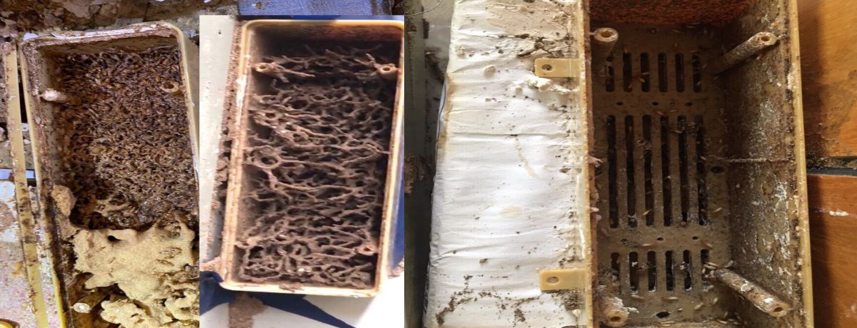 Check termite extermination results