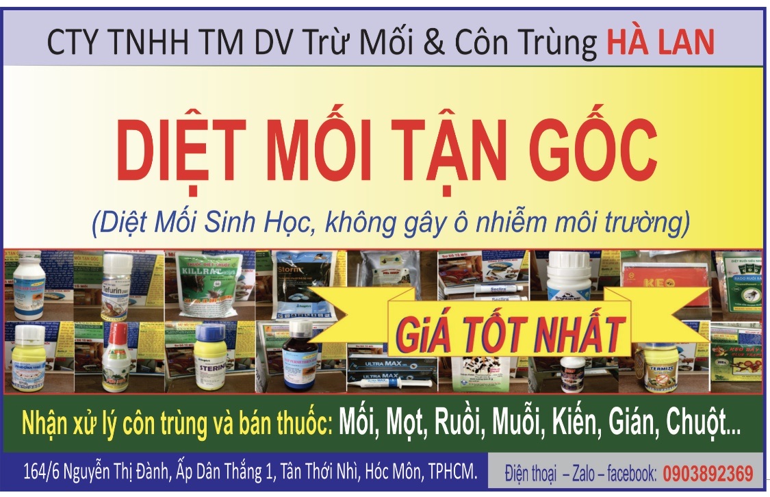 Công Ty Diệt Mối Tại Hóc Môn