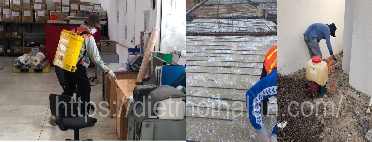 Dịch Vụ Phòng Chống Mối Tại Bình Tân