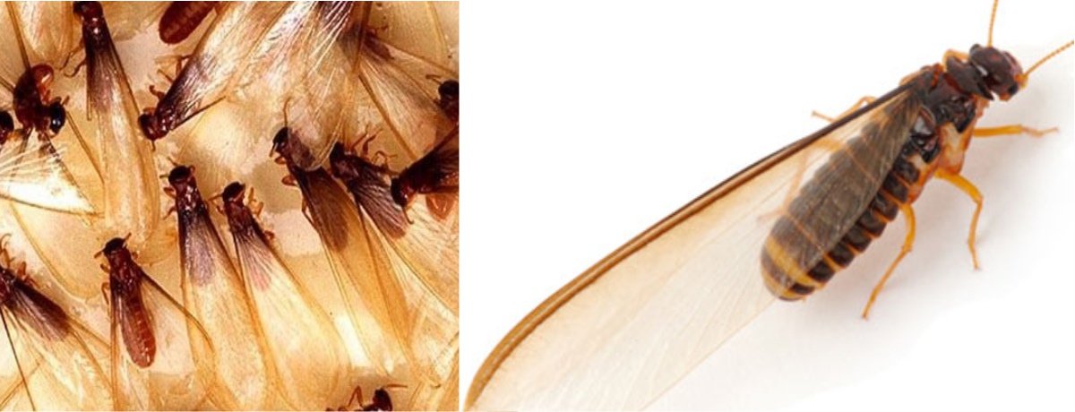 Mối Cánh Là Gì? Vai Trò, Đặc Điểm Và Cách Phòng Ngừa