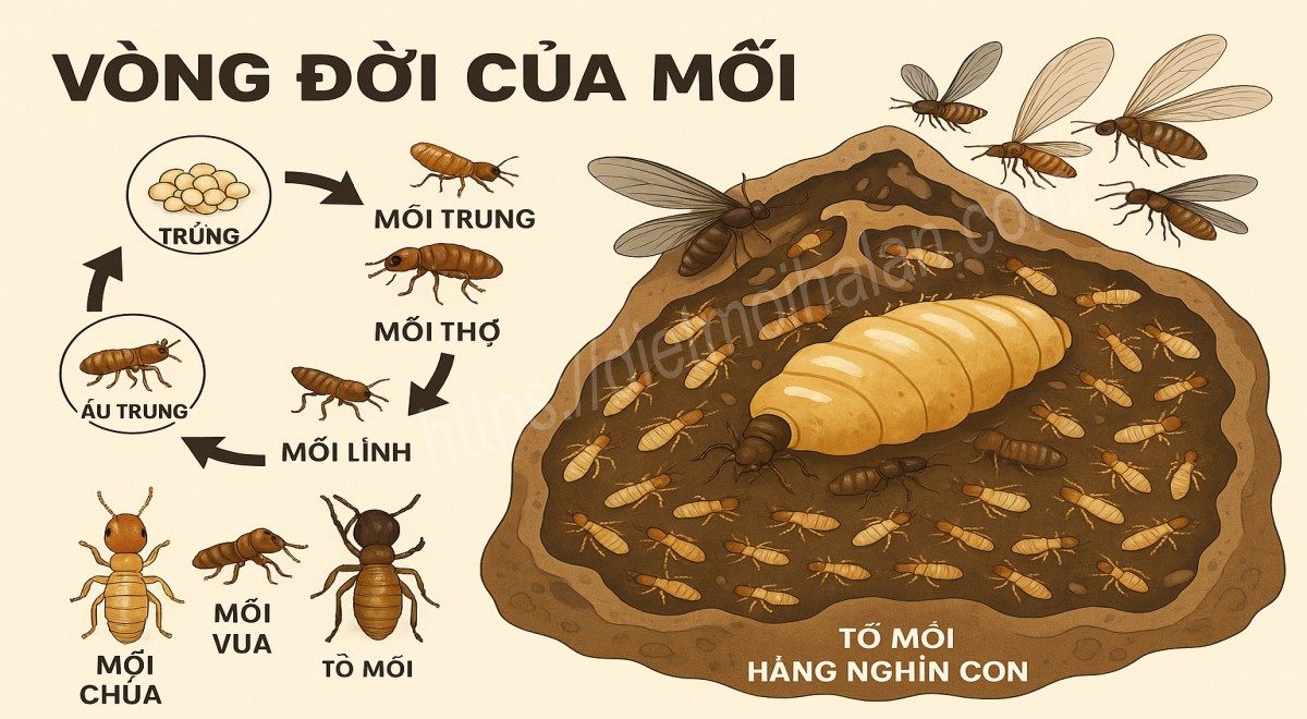 Mối Chúa, Mối Vua, Mối Thợ, Mối Lính và Mối Cánh
