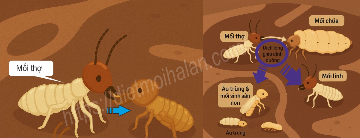 Mối thợ truyền thức ăn miệng-miệng