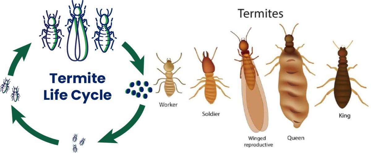 Điều Gì Thực Sự Xảy Ra Khi Mối Chúa Chết