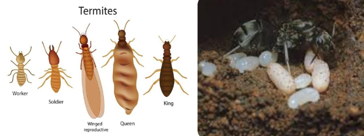 Điều gì xảy ra khi mối chúa chết