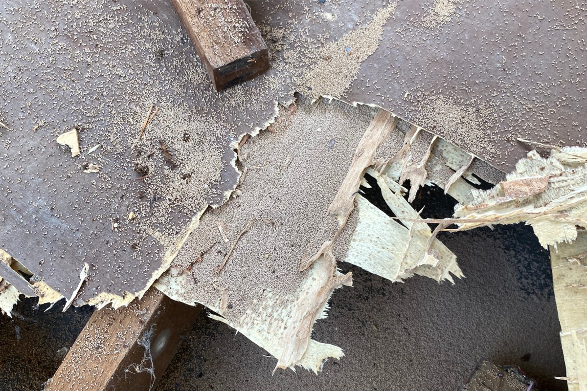 Dấu Hiệu Nhận Biết Mọt Gỗ