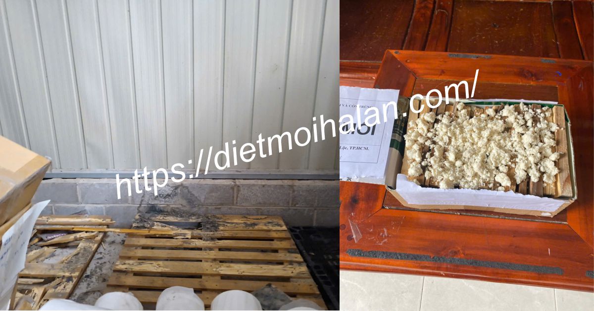 phương pháp diệt mối hiện đại, an toàn và hiệu quả lâu dài
