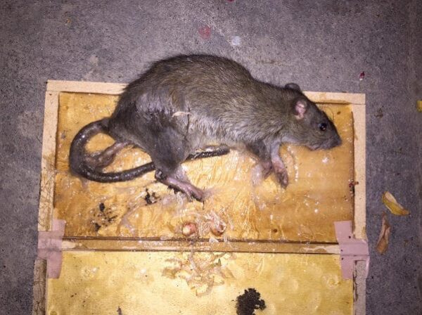 Keo diệt Chuột