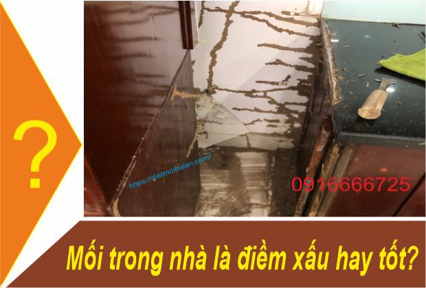 Mối trong nhà là điềm xấu hay tốt