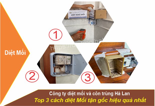 Cách diệt mối tận gốc